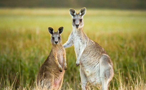 two kangaroos