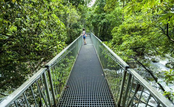 daintree rainforest canopy bridge