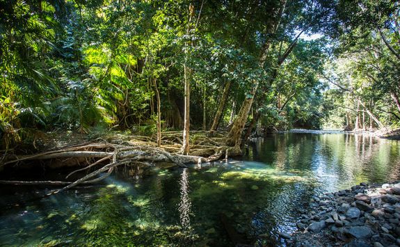 daintree river