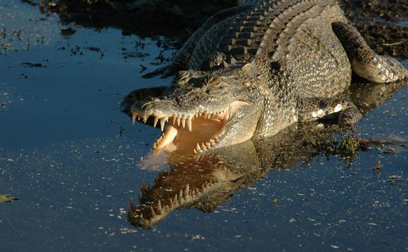 a saltwater crocodile