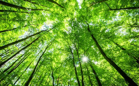 tree canopy