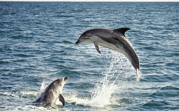 dolphins jumping