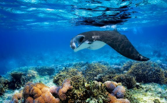 manta ray