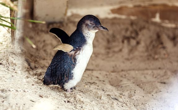 Penguin