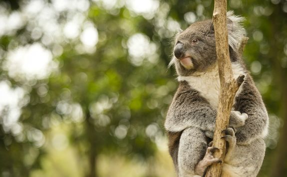 Koala up a tree