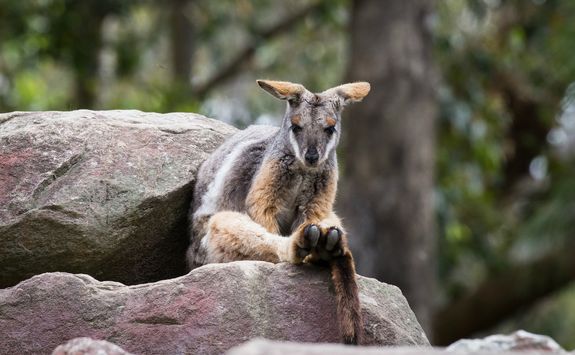Wallaby