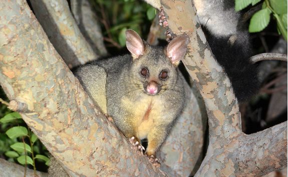 Brushtail possum