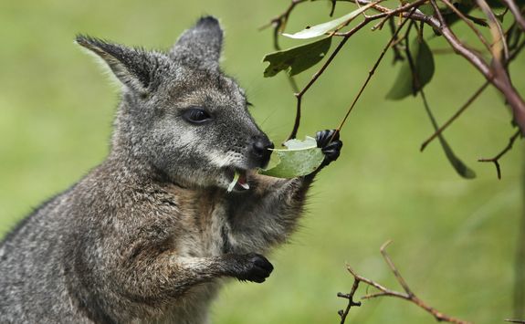 Wallaby, Australia