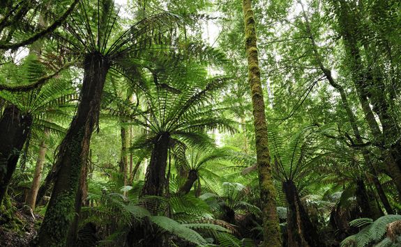 Tasmanian forest