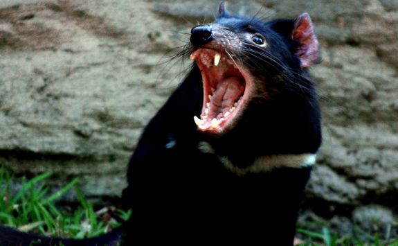 Tasmanian Devil