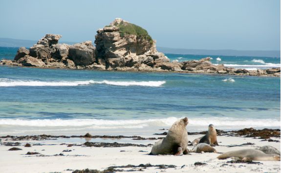 Seal Bay, Australia