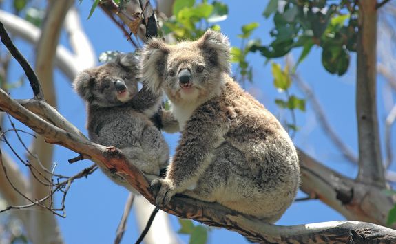 Koalas in a tree