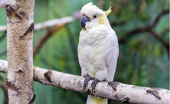 Cockatoo