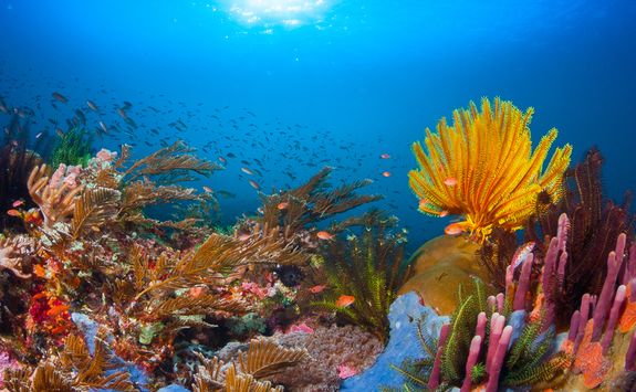 Reef underwater