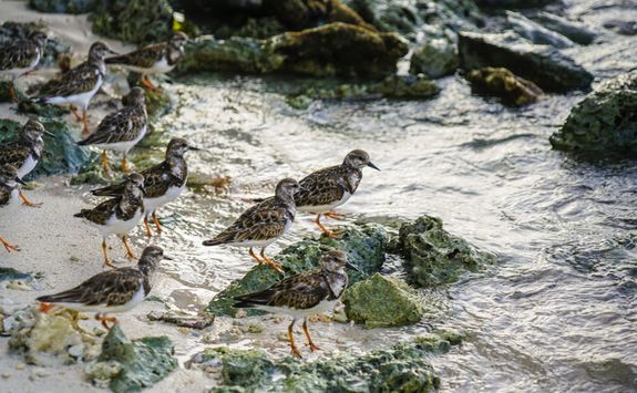 Shorebirds