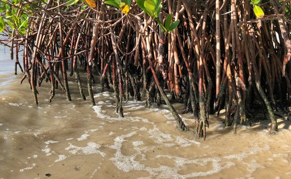 Roots mangrove forest