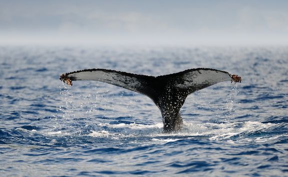 Humpback whale