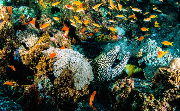 Reef in Mozambique