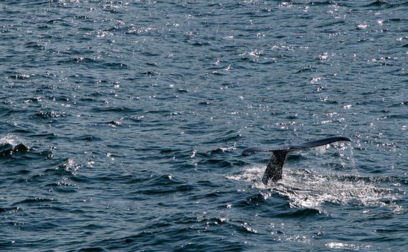 Whale in the sea