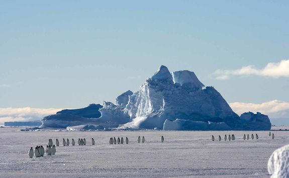 penguin colony