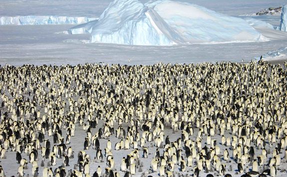 emperor penguin colony