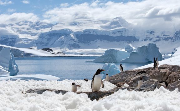 penguins