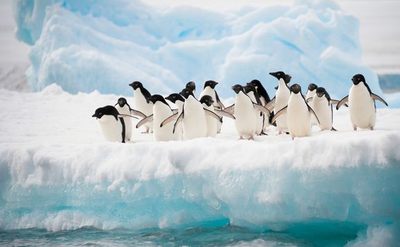 a group of penguins