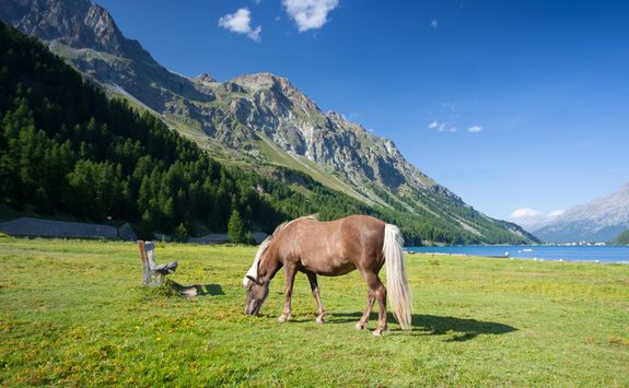 Horse in the Alps