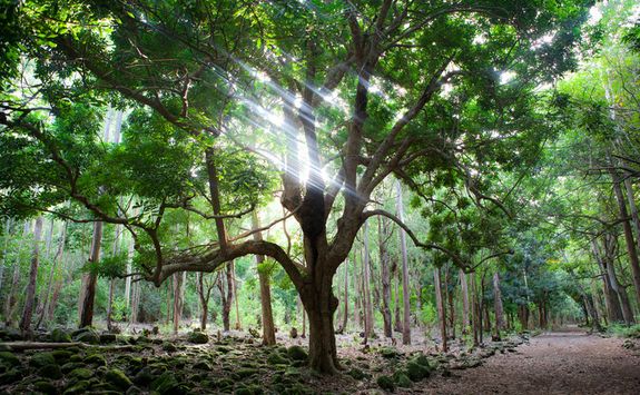 Mauritian woodlands