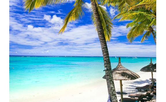Palm tree on beach