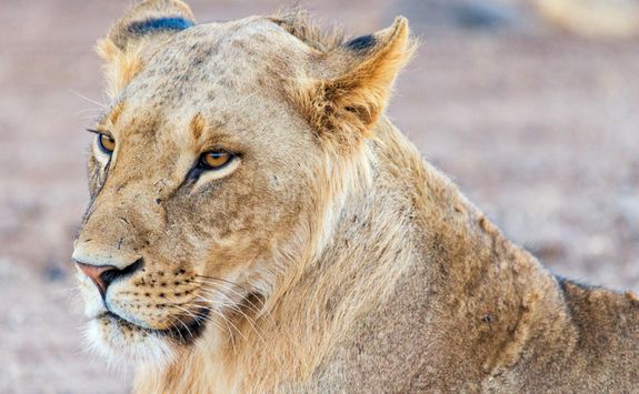 Lion Samburu savannah