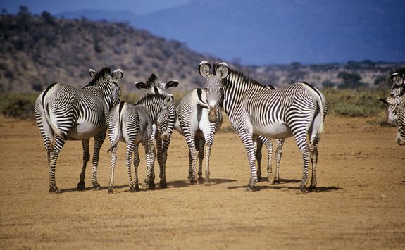 Zebra in Kenya
