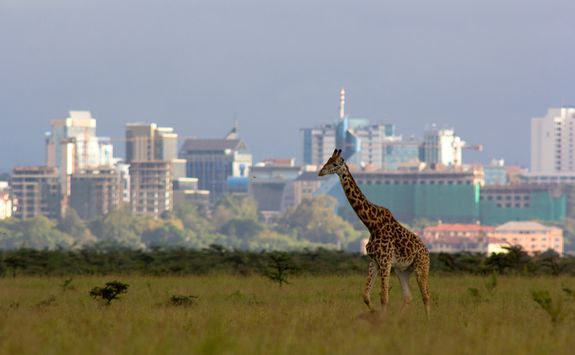 Nairobi skyline and giraffe