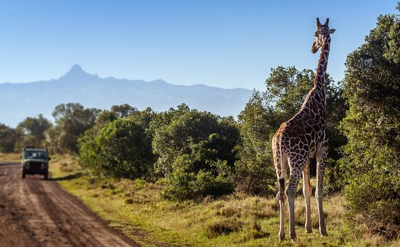 Giraffe in Kenya
