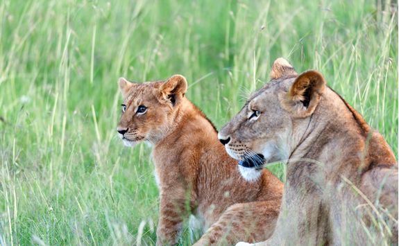 Lion and cub in Kenya