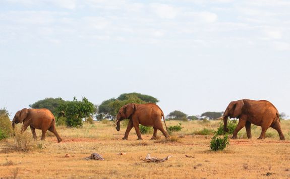 Red elephant in Kenya