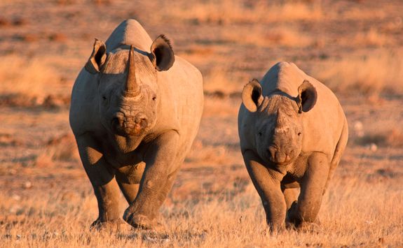 Black rhinos