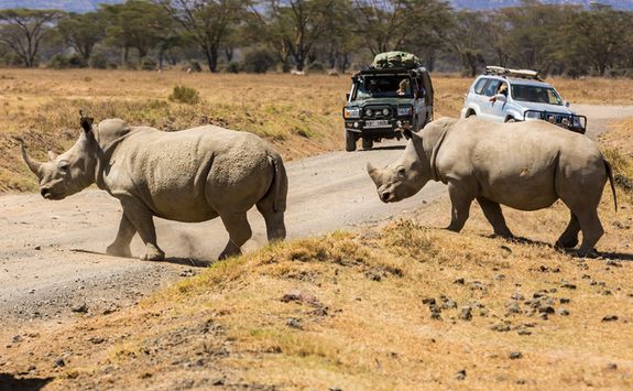 Rhinos and safari vehicle