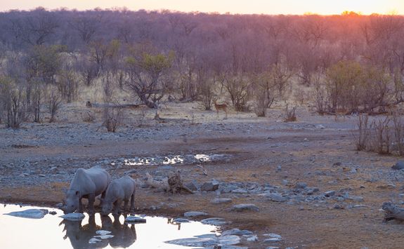 Sunset and rhino
