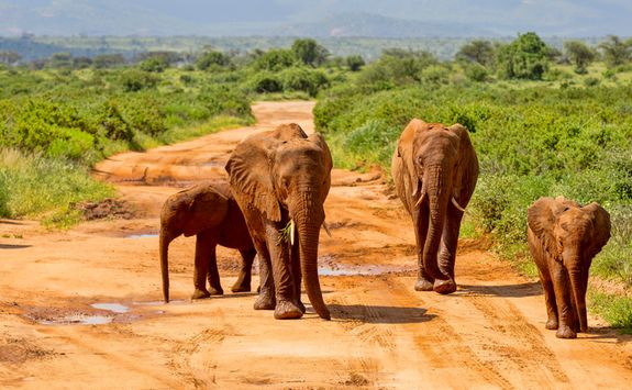 Elephants in Kenya