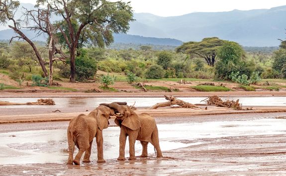 Elephants playing