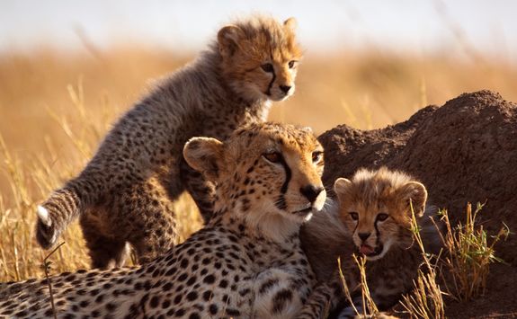 Cheetah and cubs