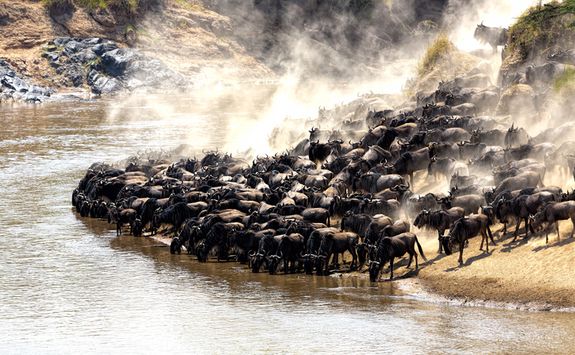 Great wildebeest migration