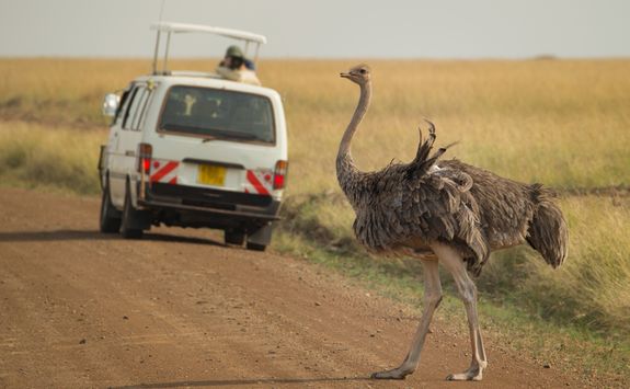 Ostrich on road