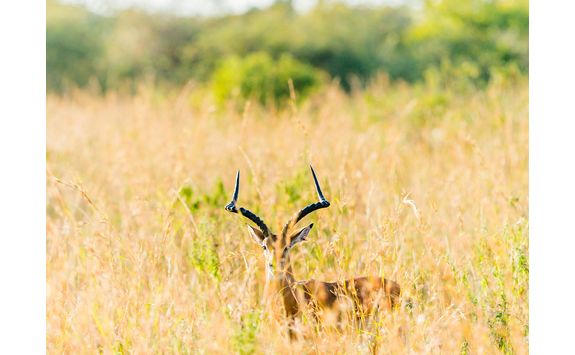 Gazelle in Kenya