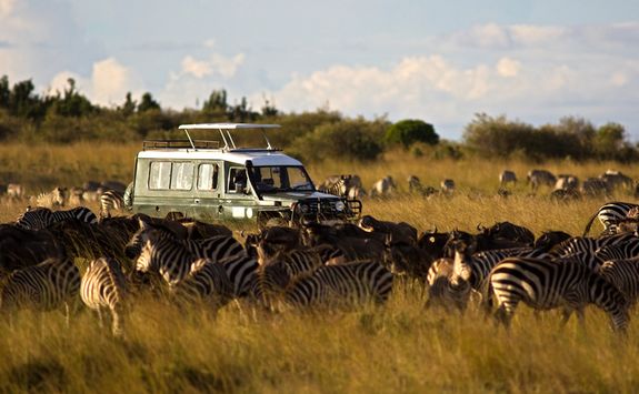 Zebra on safari