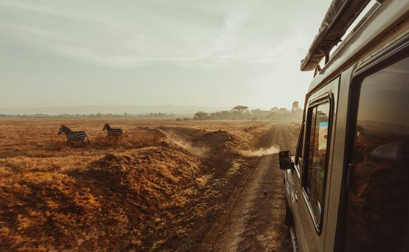 Zebra and vehicle