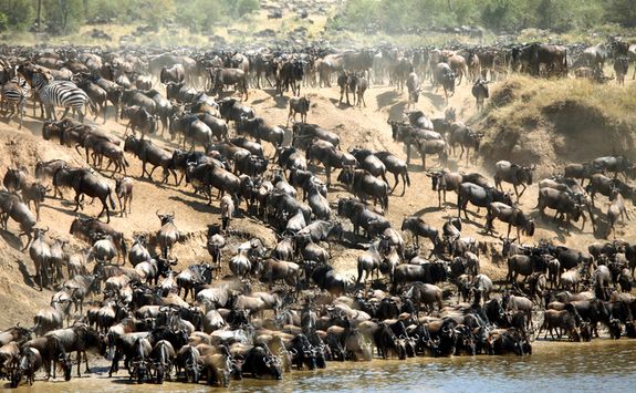 Wildebeest in Kenya
