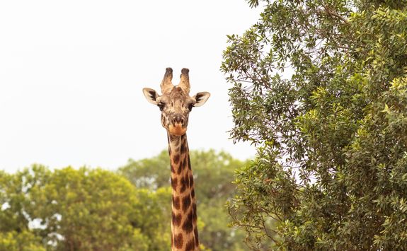 Giraffe in Kenya