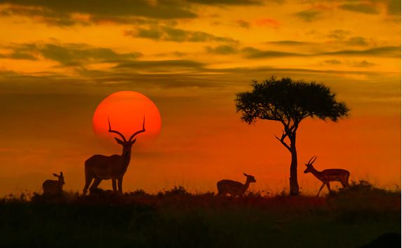 Sunset silhouettes